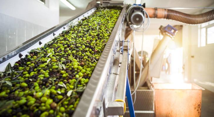 صورة حول : التقديرات المتوقعة لموسم الزيتون 2024/2025 “مبشرة” التقديرات المتوقعة لموسم الزيتون 2024/2025 “مبشرة”