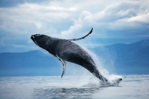 العلماء يوضحون لماذا كبد الحوت هو أول طعام لأهل الجنة ؟