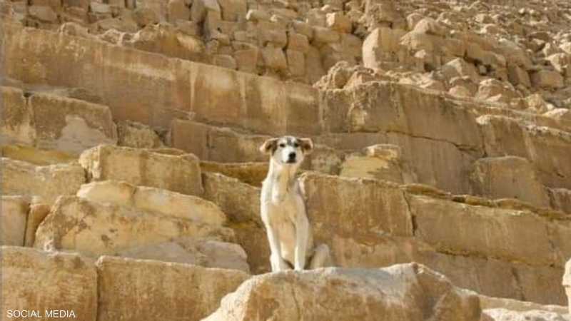 رصد كلب فوق الهرم الاكبر في مصر .. (فيديو)