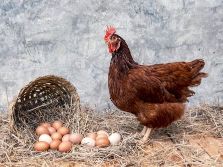 صورة حول : في يوم البيض العالمي ..أيهما جاء أولا الدجاجة أم البيضة؟ في يوم البيض العالمي ..أيهما جاء أولا الدجاجة أم البيضة؟