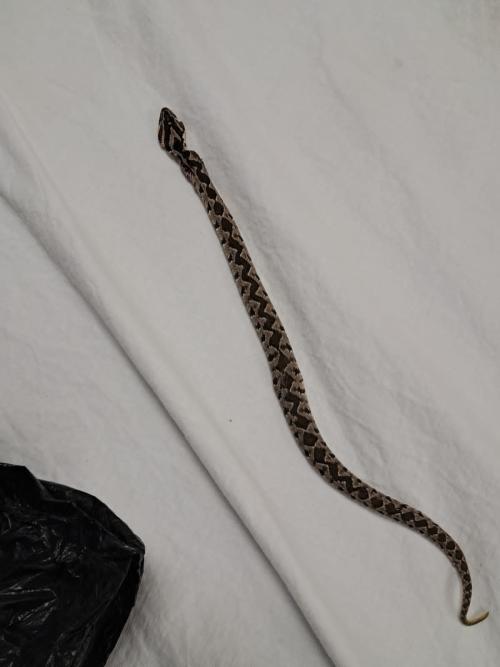 صورة حول : إصابة وافد مصري بلدغة أفعى فلسطين بالأغوار الشمالية إصابة وافد مصري بلدغة أفعى فلسطين بالأغوار الشمالية