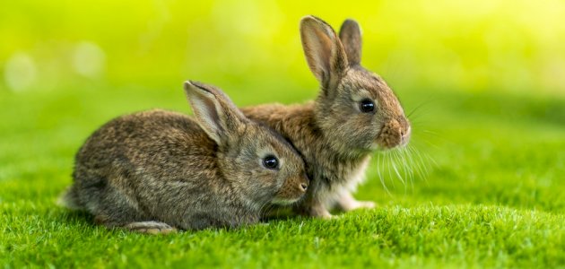 خبير في مجال الطاقة يدعو الى إطلاق الأرانب في الصحراء لنشر الغطاء النباتي
