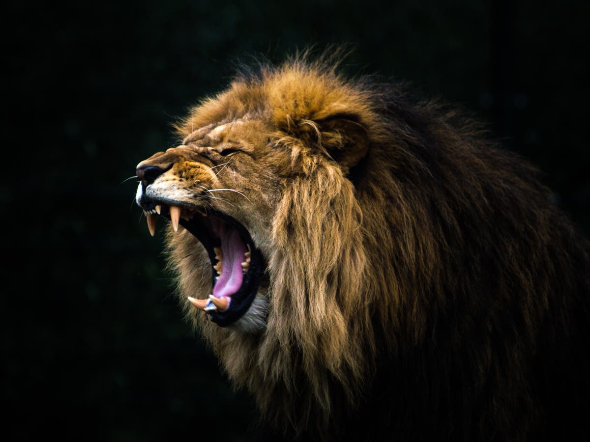 صورة حول : أسد يهاجم شاباً أثناء تصوير فيديو على تيك توك في باكستان أسد يهاجم شاباً أثناء تصوير فيديو على تيك توك في باكستان