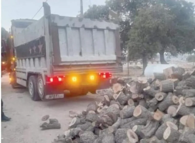 ضبط أكبر عملية تحطيب غير قانوني بمشاركة كوادر زراعة عجلون