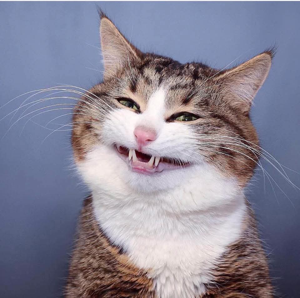 صورة حول : دراسة: جميع القطط تعاني من "اضطراب نفسي" بدرجات متفاوتة! دراسة: جميع القطط تعاني من "اضطراب نفسي" بدرجات متفاوتة!