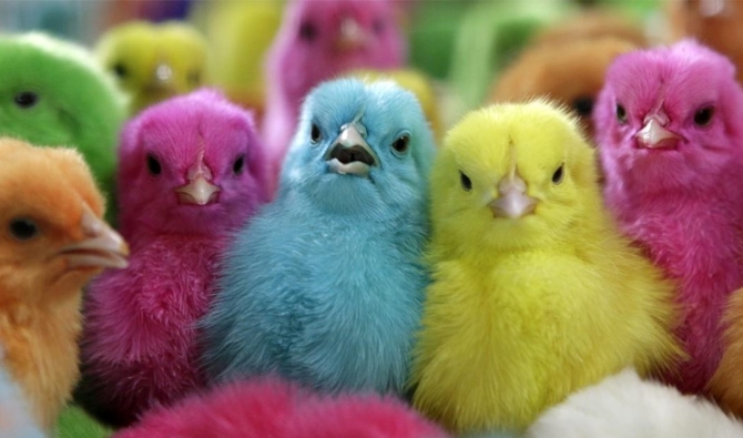 إجراءات قانونية ضد شركات الدواجن بعد رفع أسعار الكتاكيت في مصر