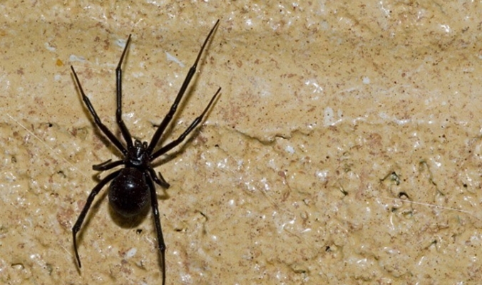 الأرملة السوداء تلدغ فتاة في رقبتها بالكرك