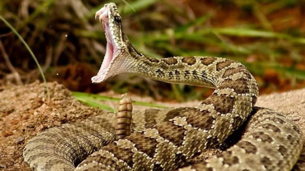 رعب في الكرك...أفعى تلتف حول عنق شاب أثناء نومه!