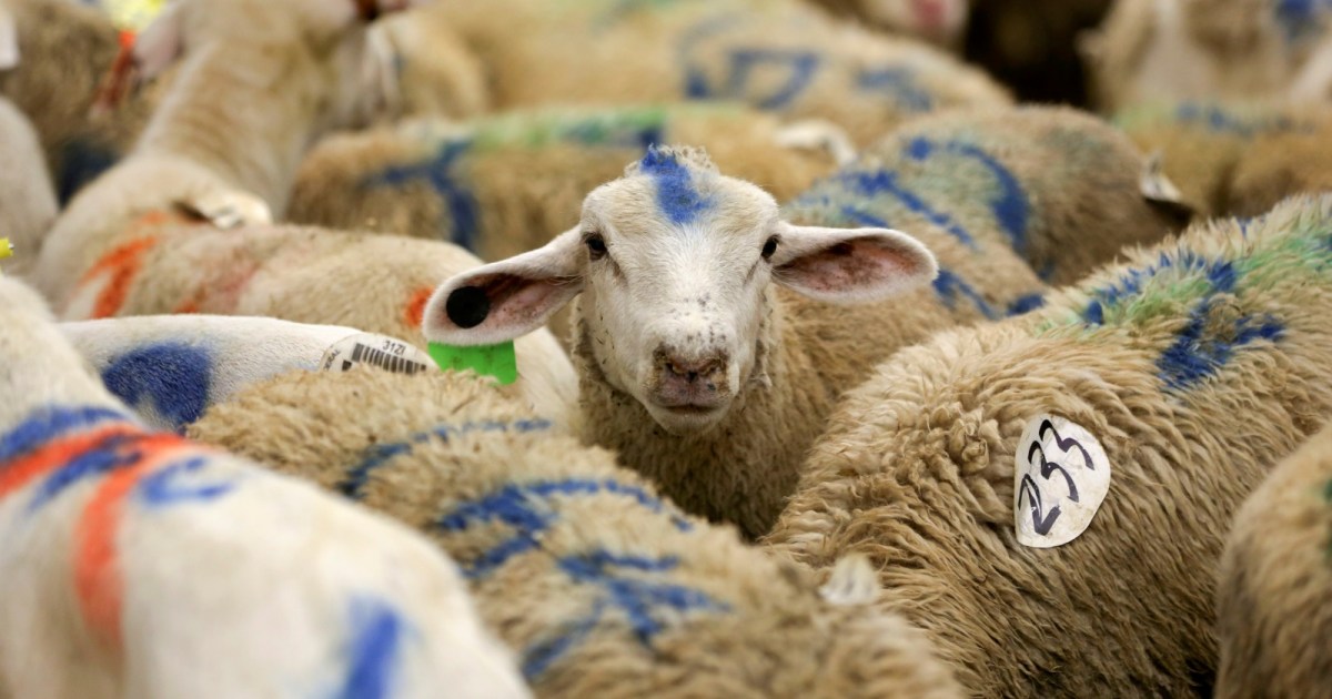 هل تجوز الأضحية عن الميت؟ فقهاء يوضحون الحكم ومجالات إشراكه في الثواب