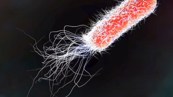 "إي كولاي".. جرثومة شائعة قد تتحول إلى خطر صامت