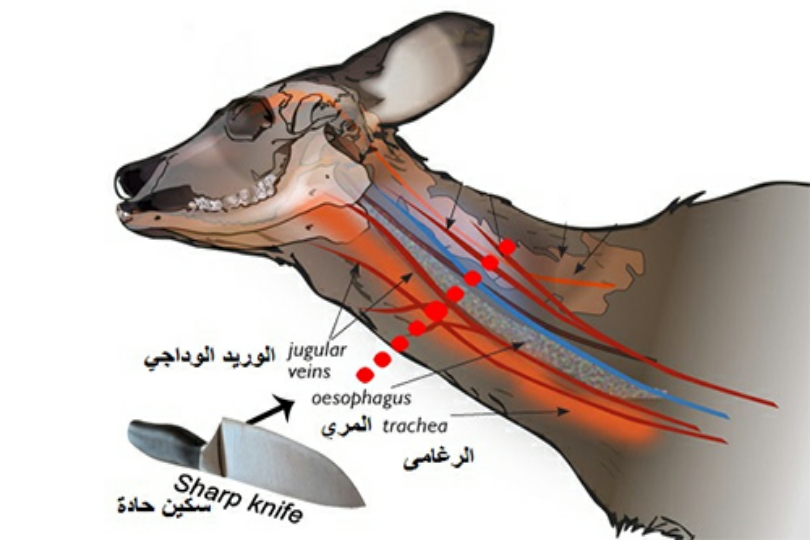 صورة حول : الذبح في عيد الأضحى....دليل للاتباع الصحيح وفق الشريعة الذبح في عيد الأضحى....دليل للاتباع الصحيح وفق الشريعة