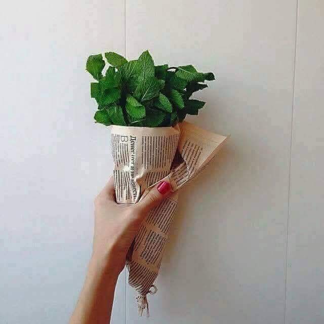 لنعناع طازج لأطول فترة ممكنة… إليك الطريقة المثلى للحفظ