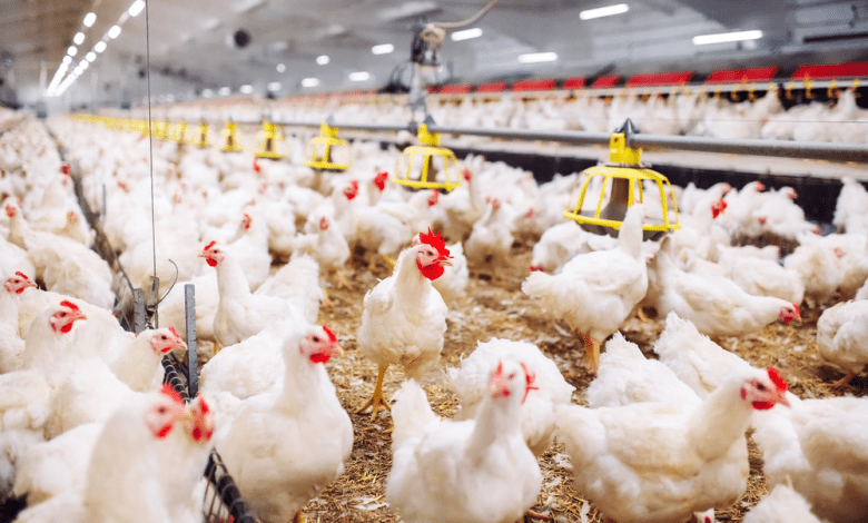 تعليق استيراد الدواجن من البرازيل بسبب إنفلونزا الطيور