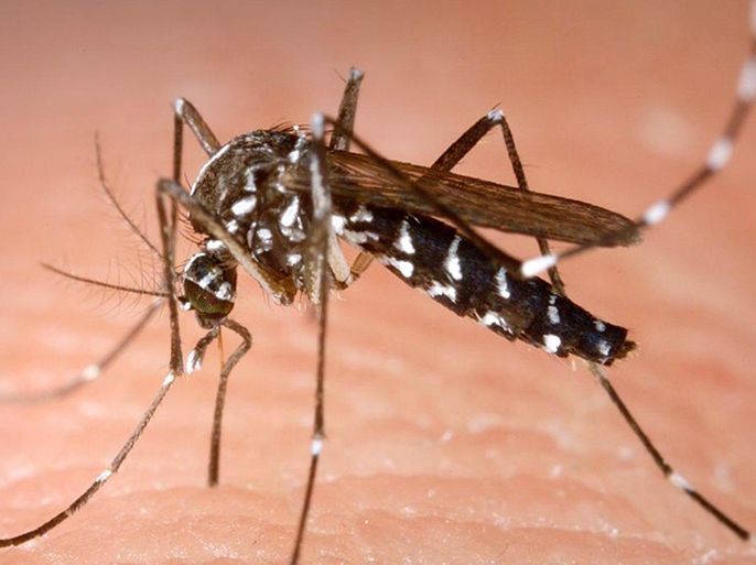 صورة حول : تفشي فيروس ينقله البعوض في جنوب الصين يعيد إلى الأذهان أجواء كورونا تفشي فيروس ينقله البعوض في جنوب الصين يعيد إلى الأذهان أجواء كورونا