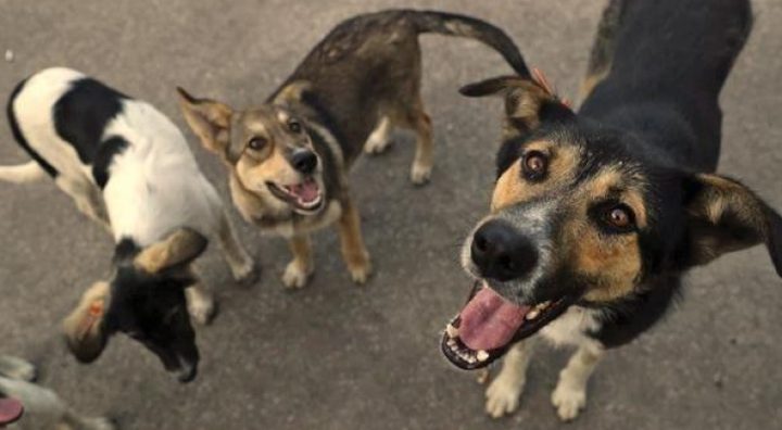 بلدية إربد تشكّل فرقًا ميدانية لرصد ومتابعة الكلاب الضالة