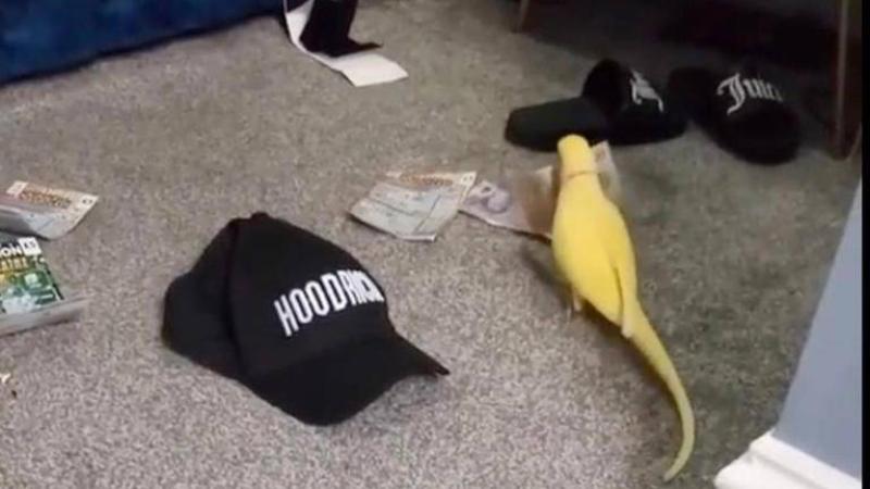 صورة حول : ببغاء يكشف عصابة مخدرات تضم 15 شخصًا في بريطانيا ببغاء يكشف عصابة مخدرات تضم 15 شخصًا في بريطانيا