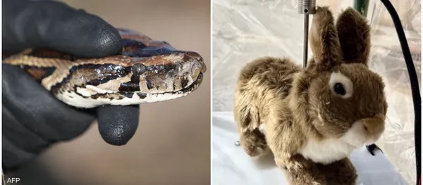 صورة حول : فلوريدا تعتمد أرانب روبوتية لمواجهة الثعابين الغازية المفترسة فلوريدا تعتمد أرانب روبوتية لمواجهة الثعابين الغازية المفترسة
