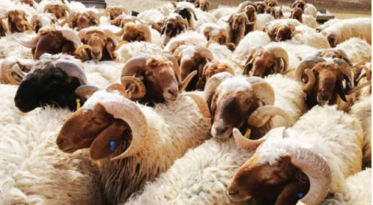 الزراعة النيابية تطالب برفع دعم الأعلاف وتأجيل ترقيم المواشي