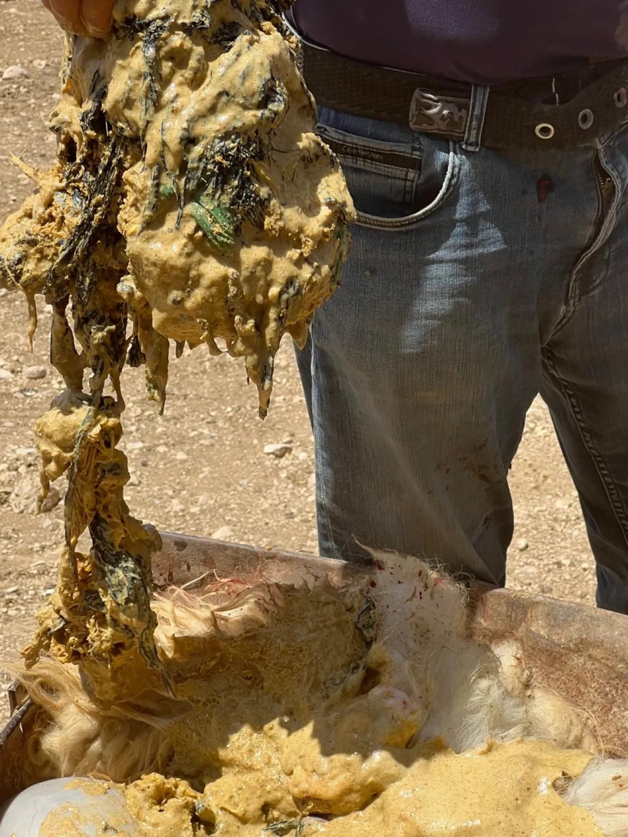 العثور على أكياس بلاستيكية في أحشاء خروف بالكرك