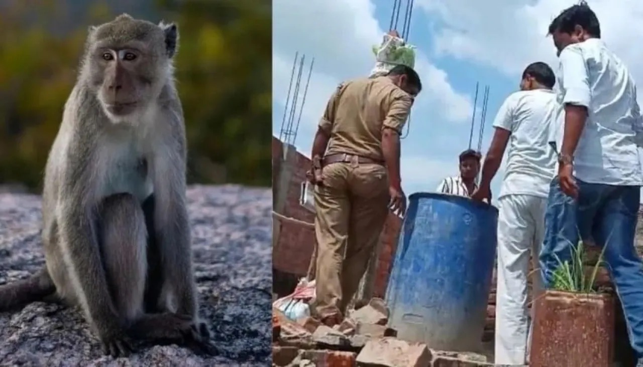 قرود تخطف رضيعًا وتلقيه في برميل مياه .. تفاصيل