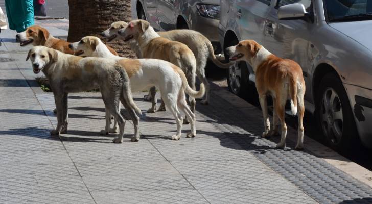 كلاب ضالة تطارد رحالة مغربي في الأردن