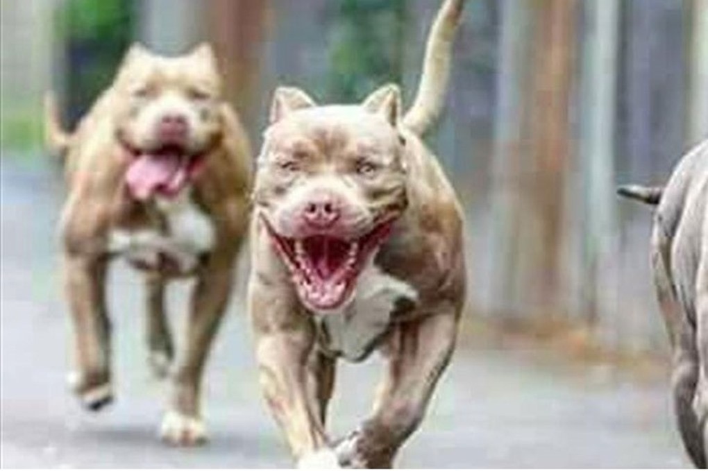 15 كلبًا مفترسًا يهاجمون سيدة سبعينية .. تفاصيل