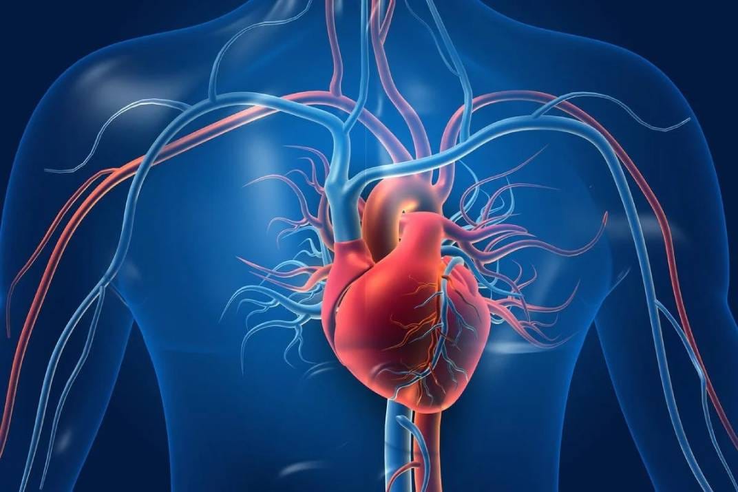 صورة حول : أمراض القلب تتصدر أسباب الوفاة في الأردن بـ29% أمراض القلب تتصدر أسباب الوفاة في الأردن بـ29%