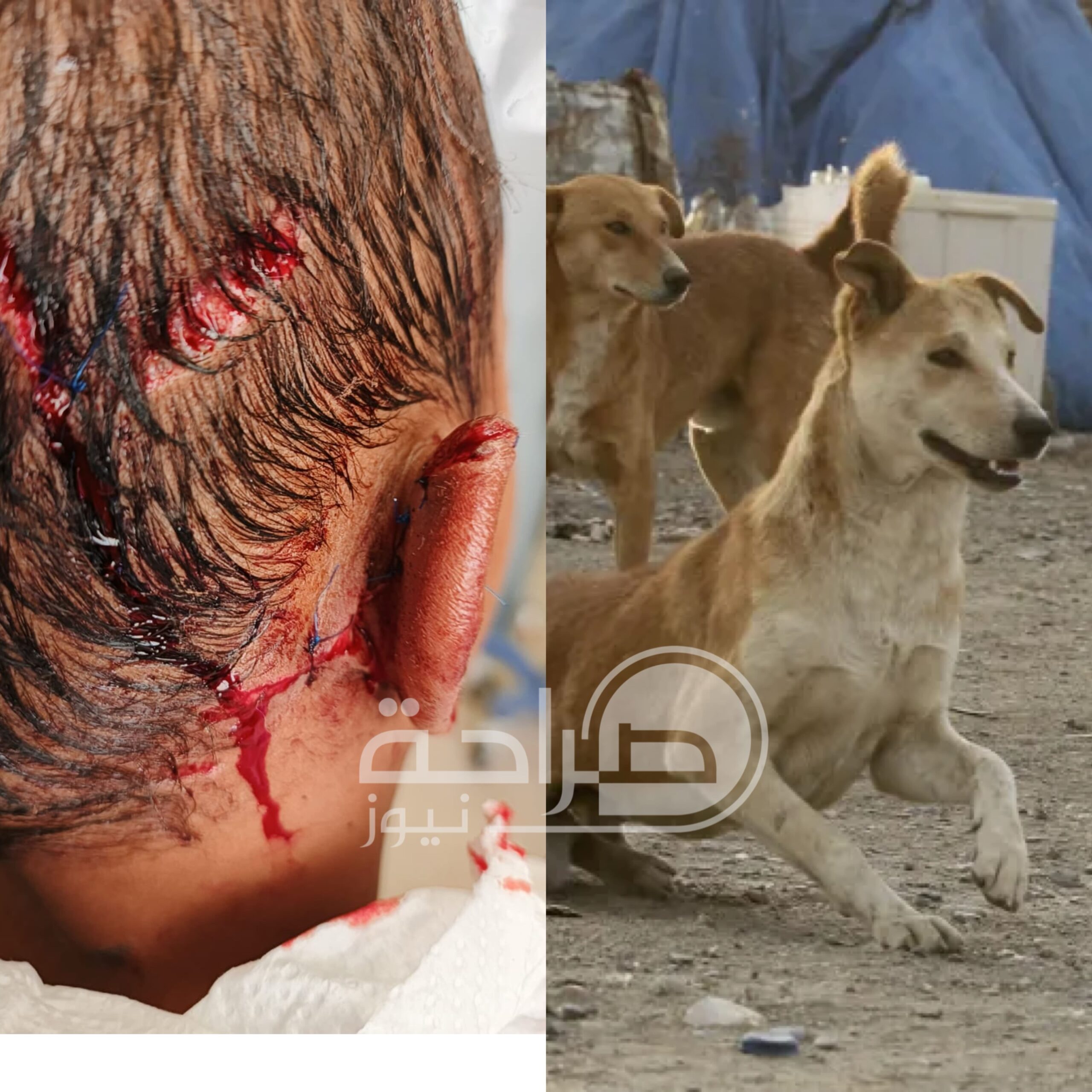 صورة حول : عاجل | بالفيديو .. الكلاب الضالة تهدد حياة الأردنيين… والملف يؤجل .. ولا حياة لمن تنادي عاجل | بالفيديو .. الكلاب الضالة تهدد حياة الأردنيين… والملف يؤجل .. ولا حياة لمن تنادي