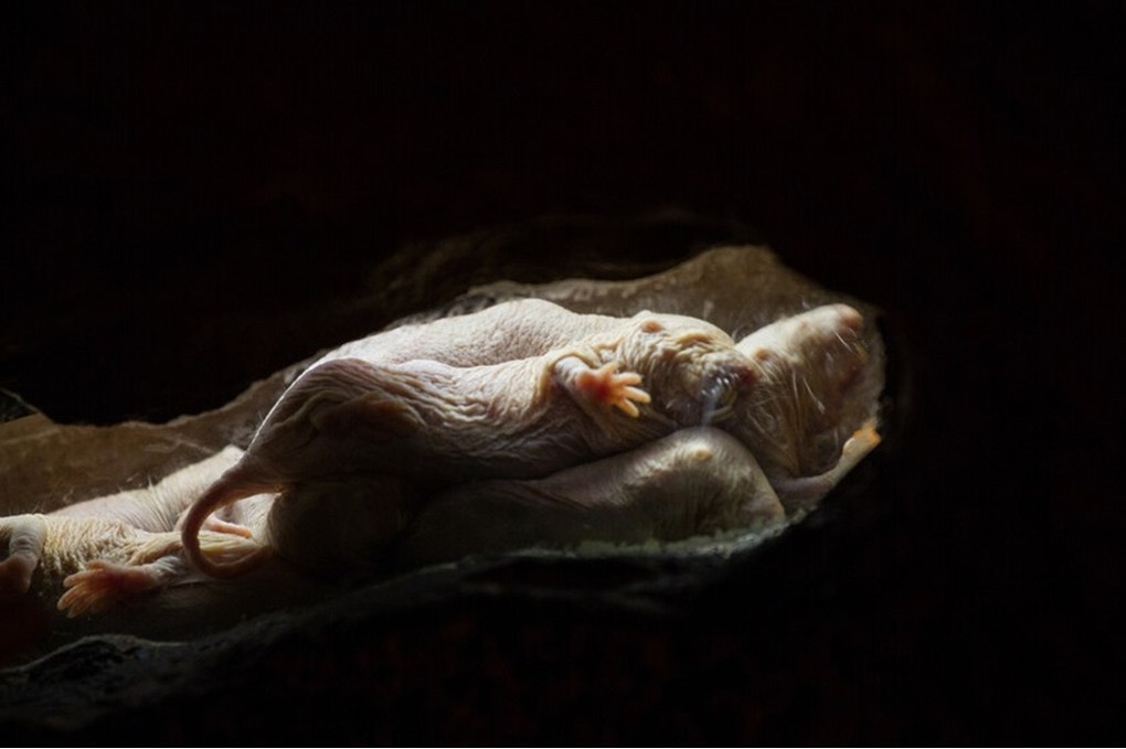 صورة حول : جرذ الخلد العاري: "أغرب حيوان" يكشف سر العمر الطويل جرذ الخلد العاري: "أغرب حيوان" يكشف سر العمر الطويل