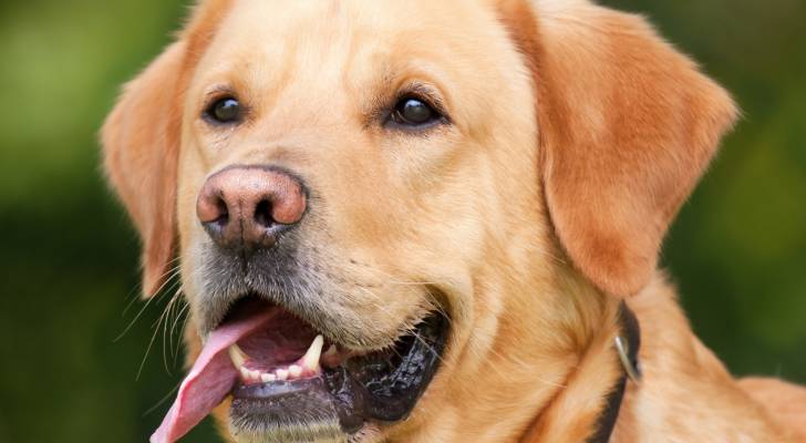 صورة حول : عاجل| المحكمة تقر مبلغ 3500 دينار تعويضاً لمواطنة بعد هجوم كلب ضال على طفلتها عاجل| المحكمة تقر مبلغ 3500 دينار تعويضاً لمواطنة بعد هجوم كلب ضال على طفلتها