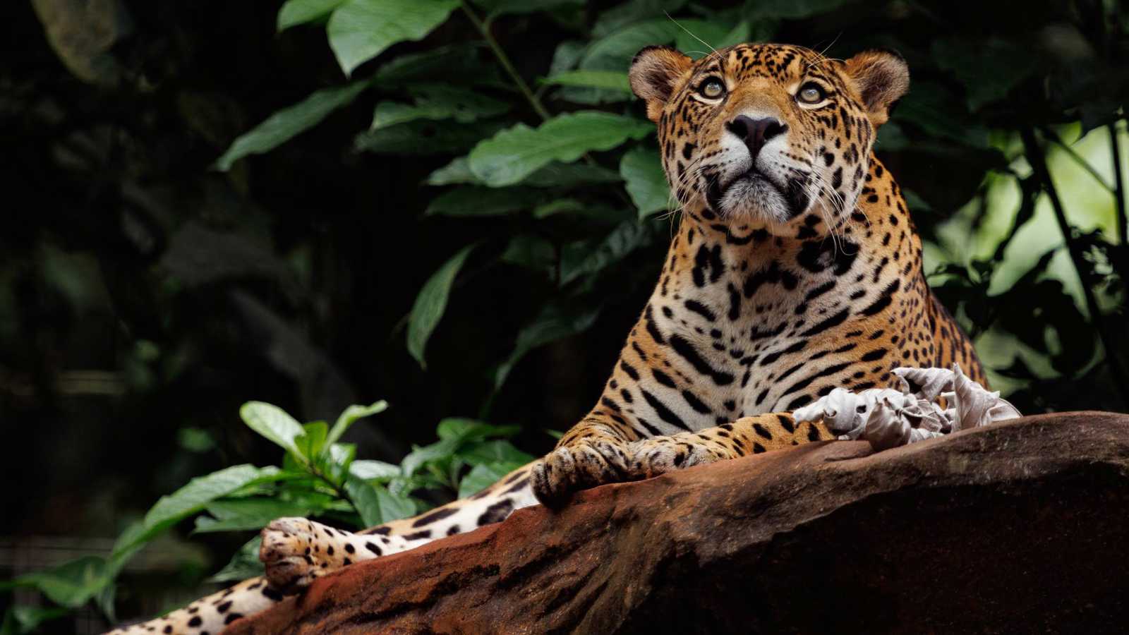 صورة حول : إنقاذ نمر جاكوار مصاب بطلقات نارية في نهر البرازيل إنقاذ نمر جاكوار مصاب بطلقات نارية في نهر البرازيل