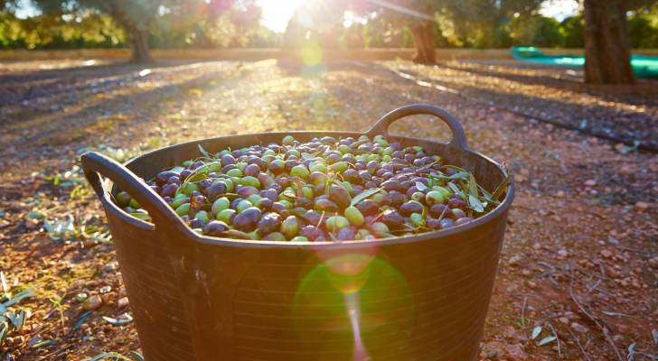 موعد انطلاق مهرجان الزيتون الوطني في عمان
