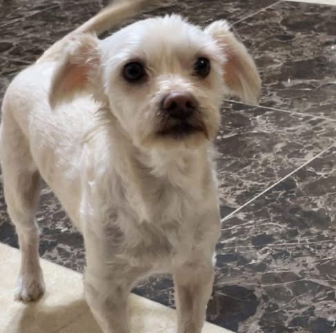 مكافأة مالية لمن يعثر على كلب مفقود بعمّان