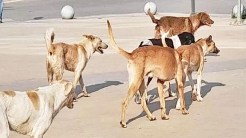 جمعية "عناية" تدعو لوقف قتل الكلاب الضالة وتؤكد فعالية الحلول الإنسانية