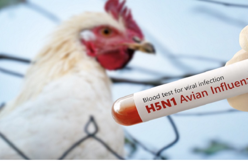 صورة حول : ألمانيا تنفذ إعدام 400 ألف طائر بعد تفشي إنفلونزا الطيور ألمانيا تنفذ إعدام 400 ألف طائر بعد تفشي إنفلونزا الطيور