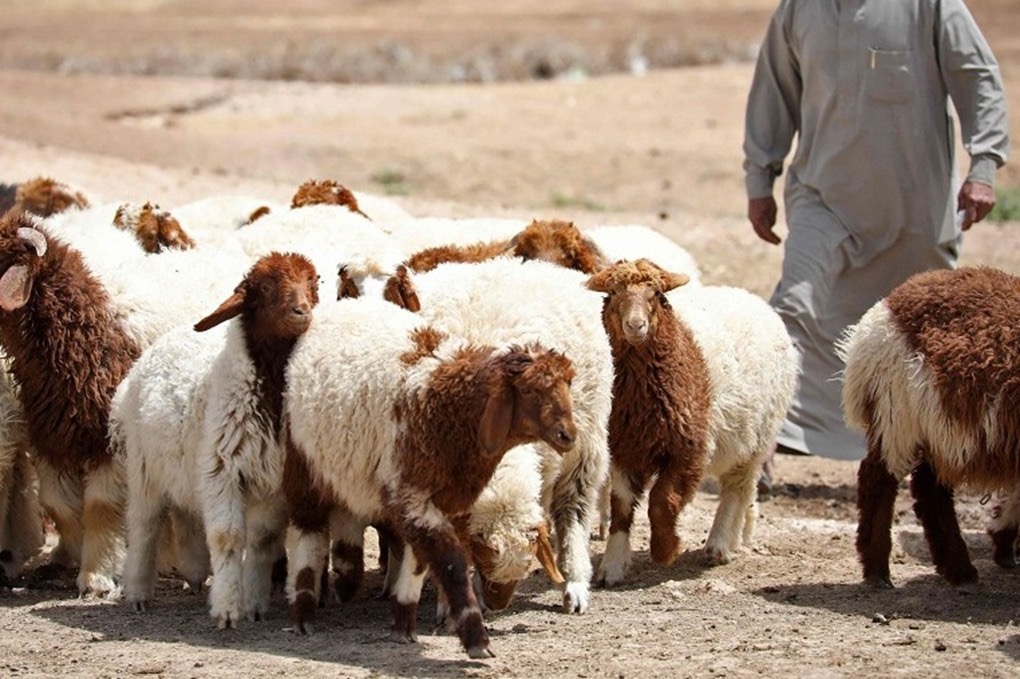 صورة حول : الإقراض الزراعي في البادية الشمالية يسجل قفزة كبيرة خلال 2025 الإقراض الزراعي في البادية الشمالية يسجل قفزة كبيرة خلال 2025