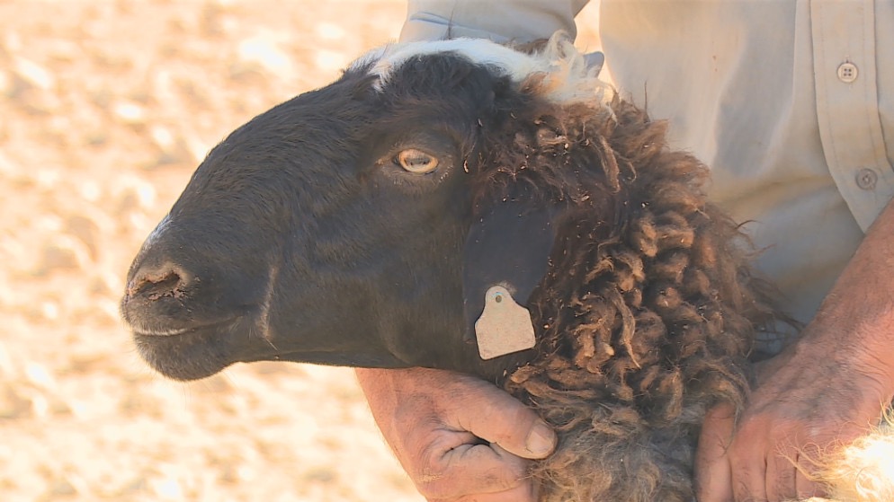 الخريسات: التصدير مستمر