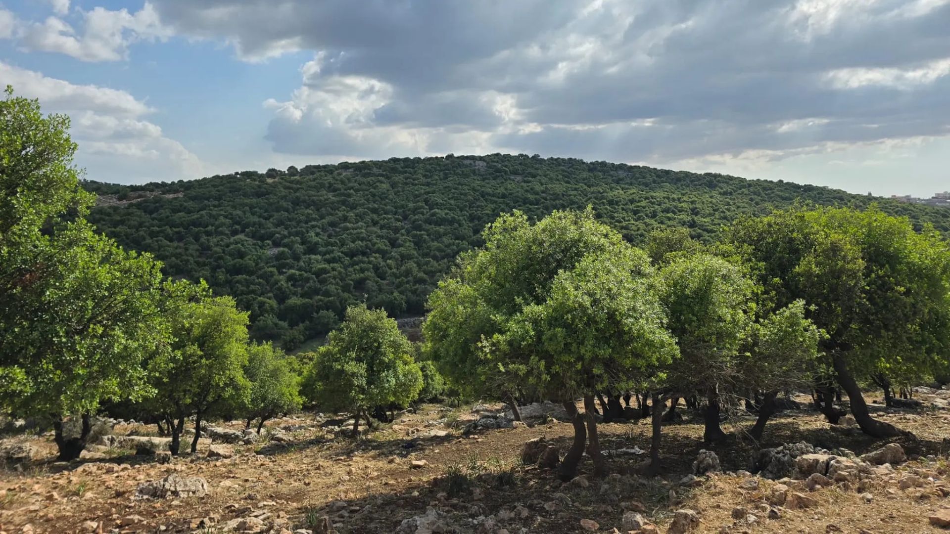 صورة حول : مطالب باستثمار الأراضي الزراعية غير المستغلة بعجلون مطالب باستثمار الأراضي الزراعية غير المستغلة بعجلون