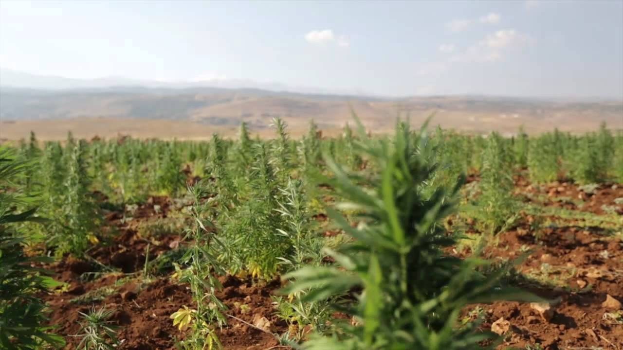 لبنان يقنن زراعة الحشيش ويحوّلها لمصدر دخل رسمي