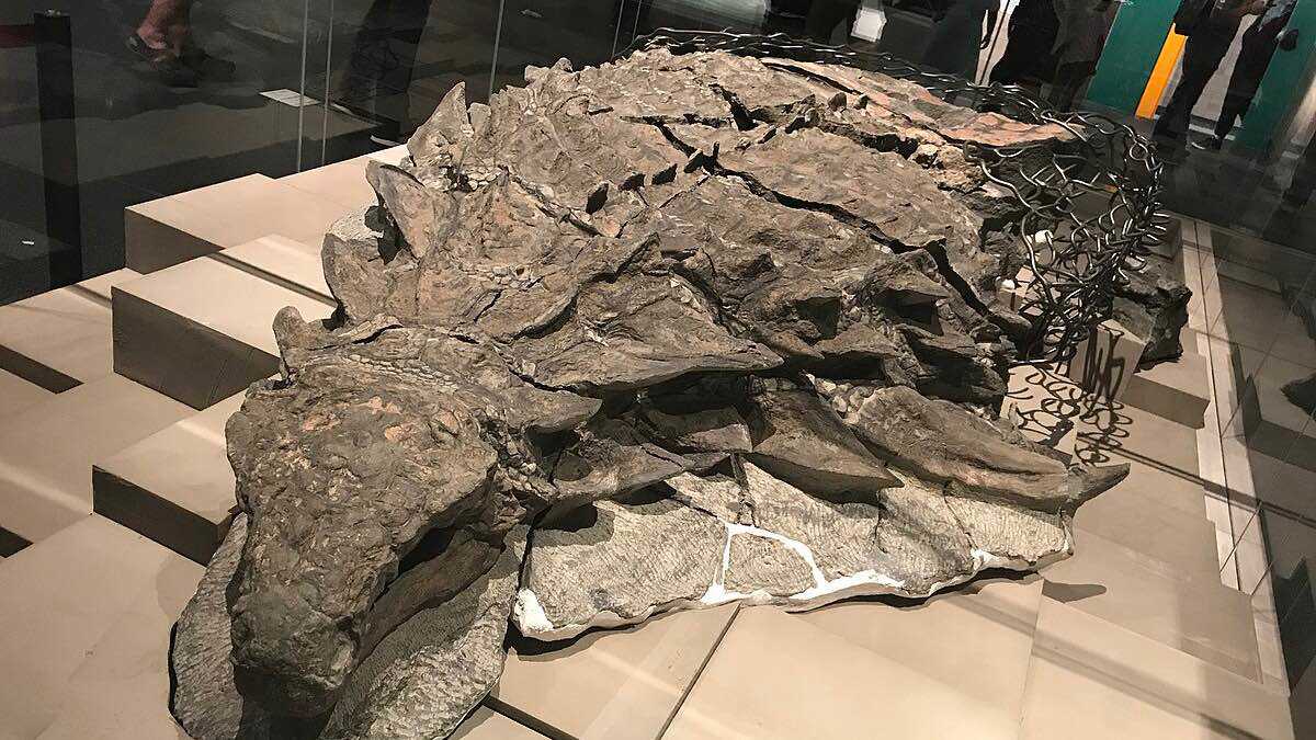 منجم "صنكور ميلينيوم" يخبئ اكتشافات استثنائية للديناصورات المدرعة