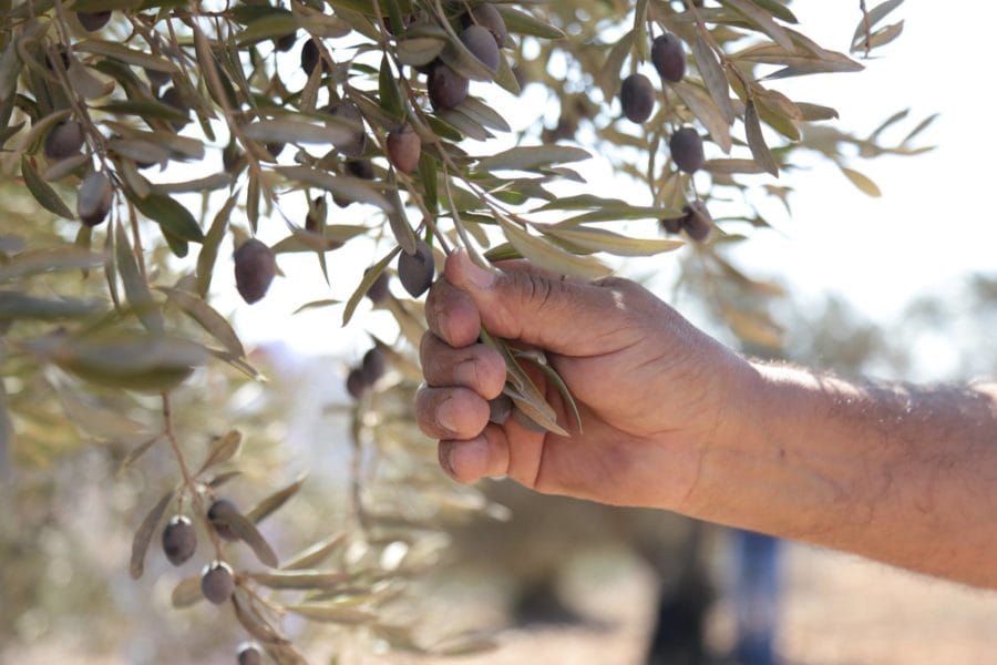 زراعة الطفيلة تدعو مزارعي الزيتون لتأجيل القطاف