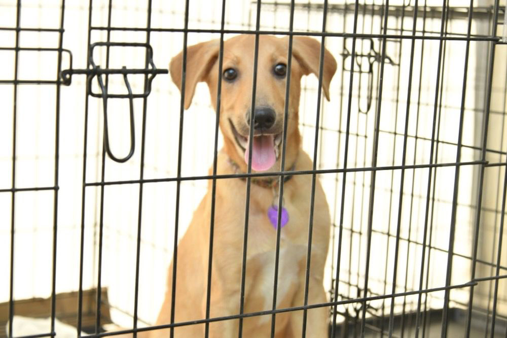 صورة حول : إربد تطلق أول مأوى للكلاب بالتعاون مع جمعية "فكرة" إربد تطلق أول مأوى للكلاب بالتعاون مع جمعية "فكرة"