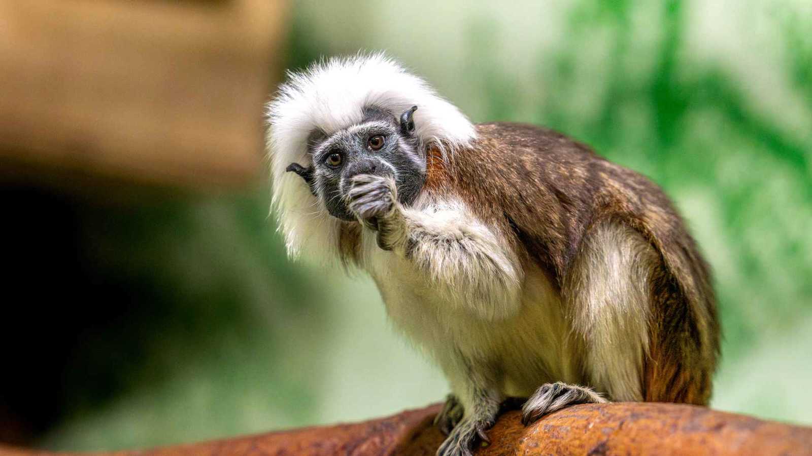 صورة حول : ولادة قرد تامارين قطني نادر بحديقة حيوان أمريكية ولادة قرد تامارين قطني نادر بحديقة حيوان أمريكية