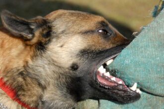 هجوم كلب ضال ينهش جسد طفل في القطرانة .. صور