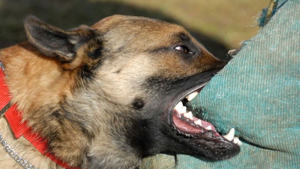 هجوم كلب ضال ينهش جسد طفل في القطرانة .. صور