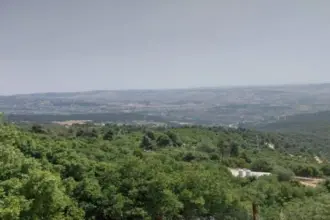 زراعة جرش تكشف هوية المعتدين على الأشجار الحرجية