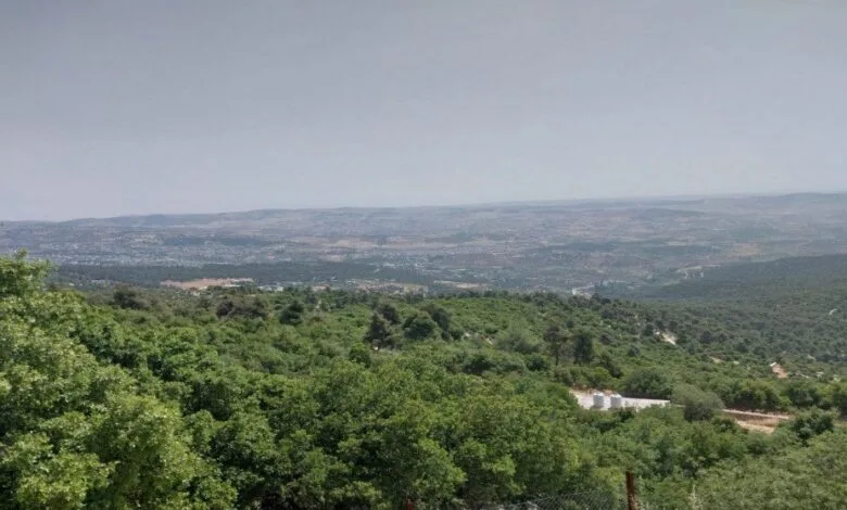 زراعة جرش تكشف هوية المعتدين على الأشجار الحرجية