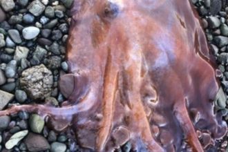 السويد تصطاد أخطبوط نادر بسبعة أذرع