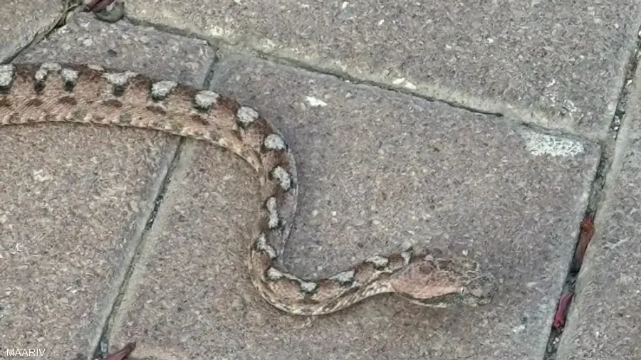 صورة حول : انتشار الثعابين يثير الذعر في مدينة طبريا الإسرائيلية انتشار الثعابين يثير الذعر في مدينة طبريا الإسرائيلية