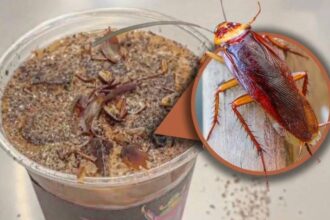 متحف الحشرات في بكين يطرح قهوة بنكهات صراصير وديدان